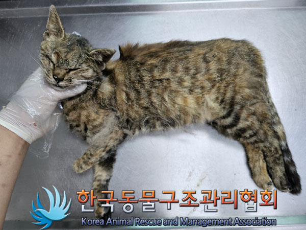 한국동물구조관리협회_411306202300408